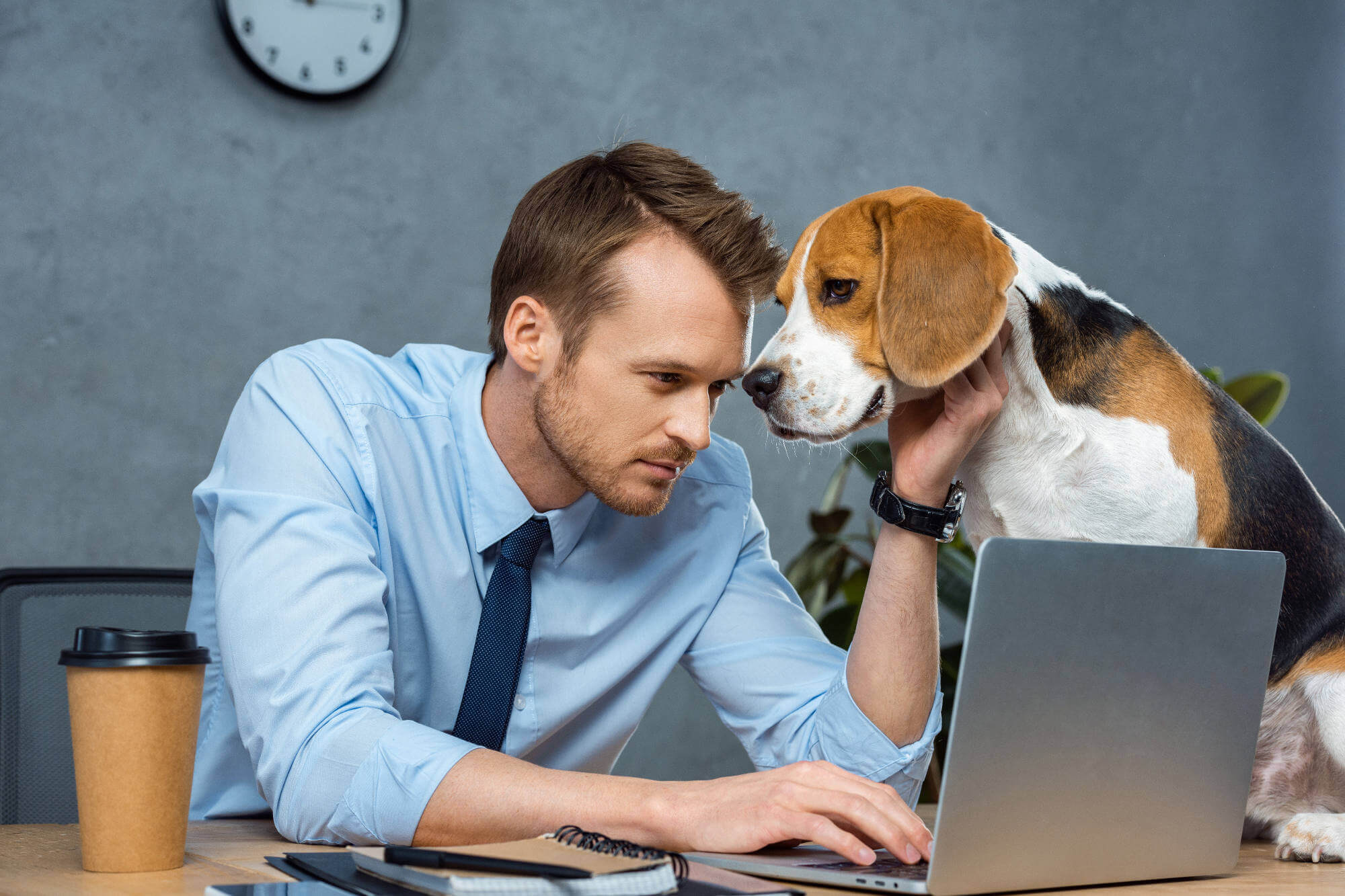 Businesmann in blue shirt petting dog while looking at a laptop
