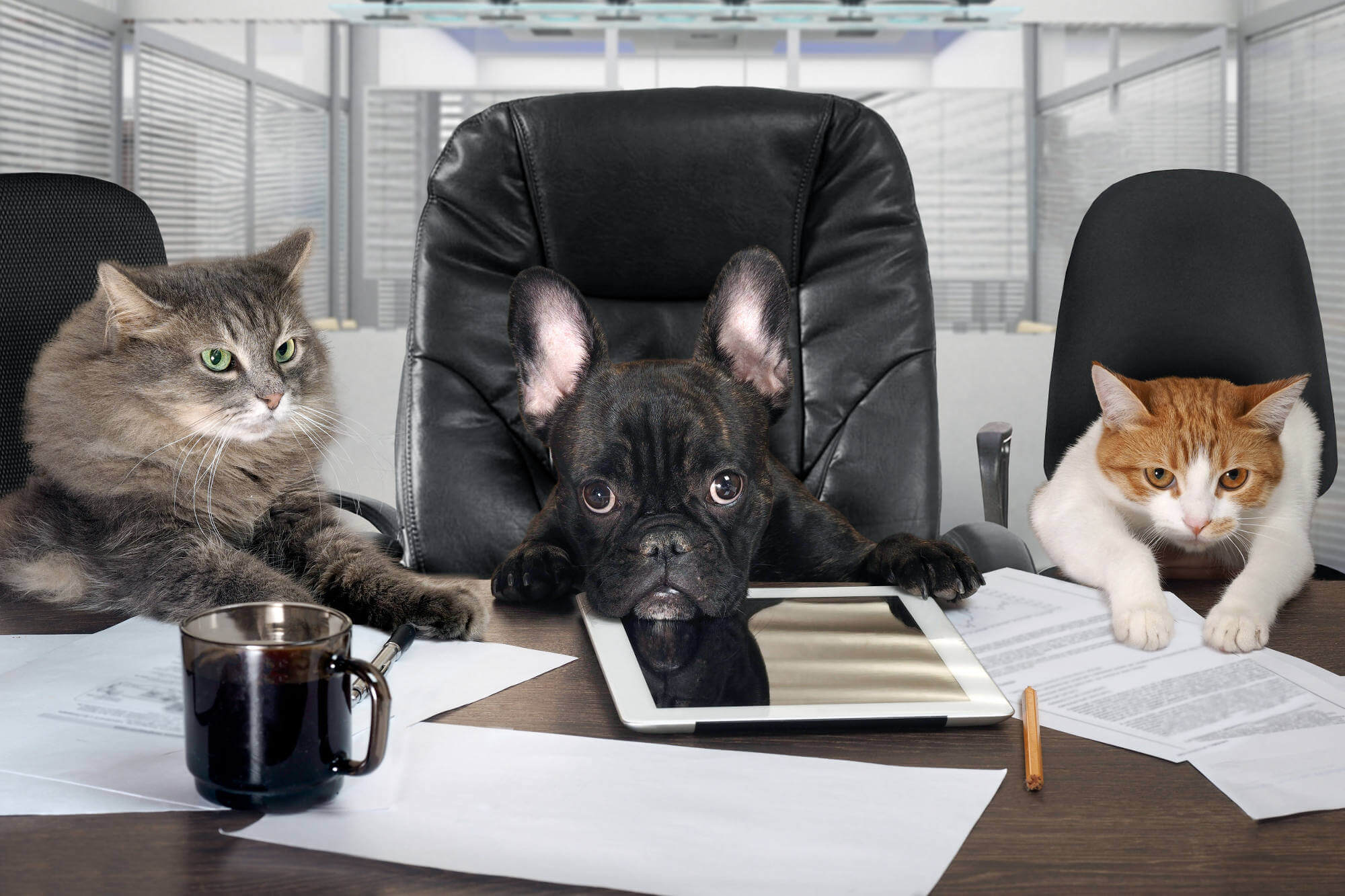 Dog and two cats sitting in chairs at a business desk