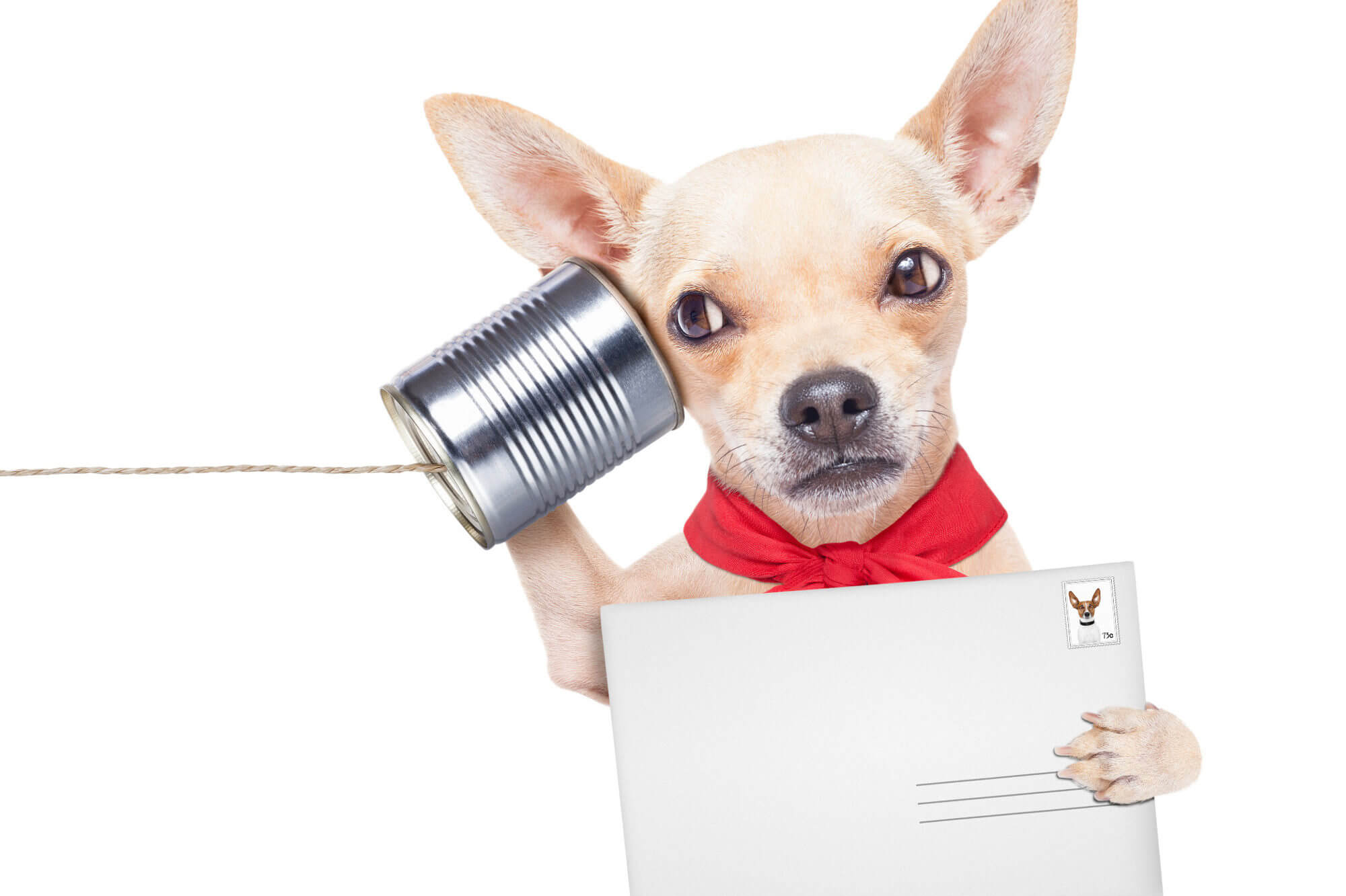 Chihuahua in red bandana listening through a tin-can-and-string phone