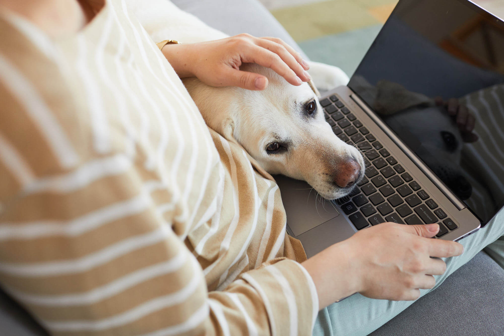 Dog laying head on laptop and cuddling with woman working from home